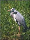 Birds from Holland - grey heron2.jpg