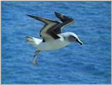 Grey-headed Albatross - greyheaded albatross.jpg