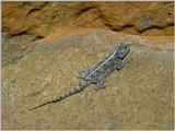 Lizards - Ground Agama 1.jpg, Agama aculeata