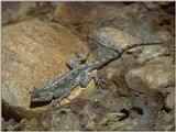 Lizards - Ground Agama 2.jpg - Agama aculeata