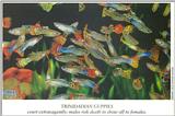 Scans from Scientific American - guppies.jpg