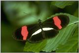 Re: req: insect pix - Heliconius melpomene 2.jpg