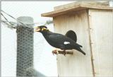 Birds from El Paso Birdpark - hill mynah1.jpg