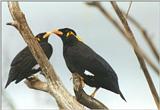 Birds from El Paso Birdpark - hill mynah3.jpg