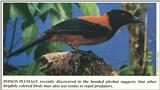 Scans from Scientific American - pitohui.jpg