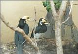 Birds from El Paso Birdpark - hornbills2.jpg