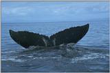 Re: Need humpback whale pics - humpback tail.jpg