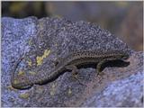 Lizards - Iberian Rock Lizard female 1.jpg -- Iberolacerta monticola