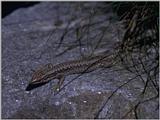 Lizards - Iberian Rock Lizard female 2.jpg -- Iberolacerta monticola