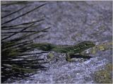 Lizards - Iberian Rock Lizard male 2.jpg -- Iberolacerta monticola