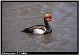 Red-crested Pochard