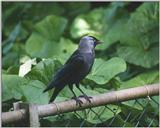 Birds from Holland - European Jackdaw - jackdaw.jpg