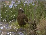 Re: i am looking for parrots - kea2.jpg