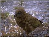 Re: i am looking for parrots - kea.jpg