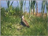 Birds from Holland - Northern Lapwing (Vanellus vanellus)