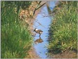 Birds from Holland - Northern Lapwing (Vanellus vanellus) chick