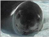 Re: Request: leopard seal - leopardseal2.jpg