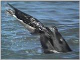 Re: Request: leopard seal - leopardseal6.jpg