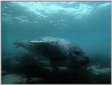 Re: Request: leopard seal - leopardseal7.jpg