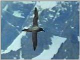 Light-mantled Sooty Albatross - lm sooty albatross 1.jpg