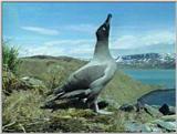 Light-mantled Sooty Albatross - lm sooty albatross 2.jpg
