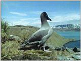 Light-mantled Sooty Albatross - lm sooty albatross 3.jpg