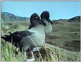 Light-mantled Sooty Albatross - lm sooty albatross 5.jpg