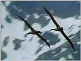 Light-mantled Sooty Albatross - lm sooty albatross 7.jpg