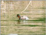 Birds from Holland - little grebe.jpg