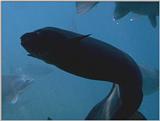 Re: I need pics of eel. - longfinned eel.jpg