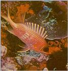 Re: Looking for Caribbean Tropical Fish the more colorful the better - squirrelfish.jpg