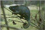 Animals from Madagascar - chameleon.jpg