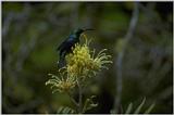 Animals from Madagascar - noted sunbird.jpg