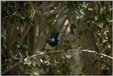 Animals from Madagascar - souimanga sunbird.jpg