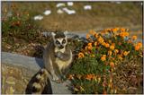 Animals from Madagascar - ringtailed lemur.jpg