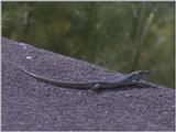 Lizards - Madeiran Wall Lizard 1.jpg -- Madeira wall lizard (Teira dugesii)