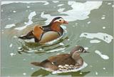 Birds from El Paso Birdpark - mandarin ducks1.jpg