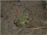 Some amphibians - Marsh Frog 1.jpg