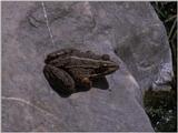 Some amphibians - Marsh Frog 4.jpg
