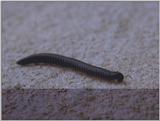 Re: req: insect pix - millipede.jpg