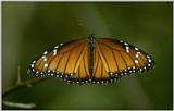 Re: req: insect pix - monarch butterfly (Danaus plexippus) - monarch.jpg