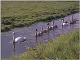 Birds from Europe and the rest of the world - MuteSwan family.jpg