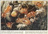 Scans from Scientific American - Termites from Africa - nasutitermes kempae.jpg