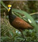 Birds from Europe and the rest of the world - Northern Jacana