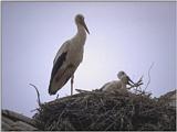 Re: Storks Please - ooievaar.jpg