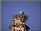 Re: Storks Please - ooievaar op nest.jpg