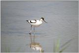 Avocet - avocet.jpg