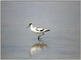 Avocet - avocet2.jpg