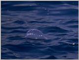 Re: REQ: Portuguese Man-o-war