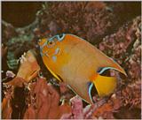 Re: Looking for Caribbean Tropical Fish the more colorful the better - queen angelfish.jpg